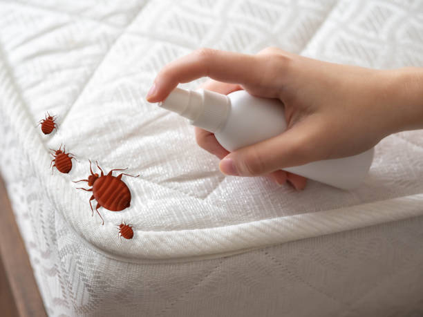 Best Spider Control Near Me  in Fulton, IL
