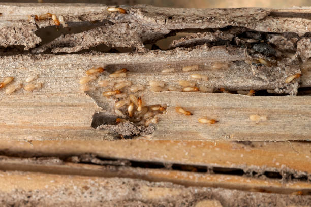 Best Affordable Exterminators  in Fulton, IL